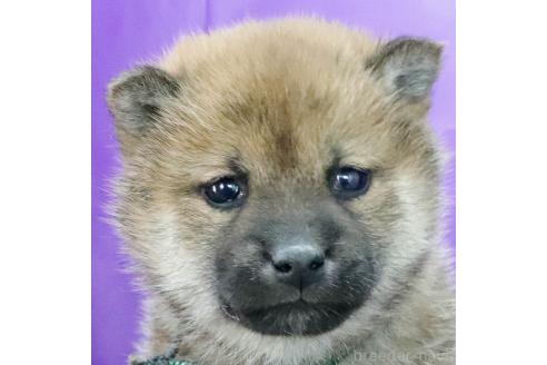 成約済の愛知県の柴犬-368539の4枚目
